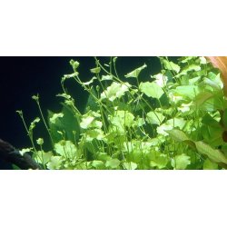 Tropica Cardamine lyrata