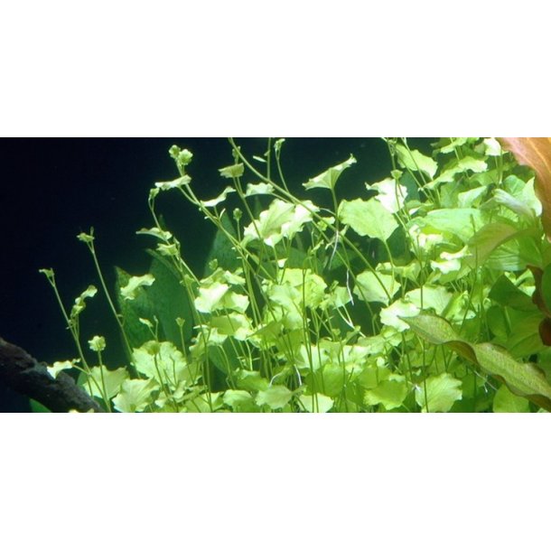 Tropica Cardamine lyrata