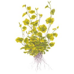 Tropica Cardamine lyrata