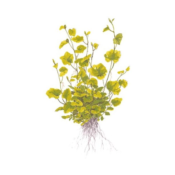 Tropica Cardamine lyrata