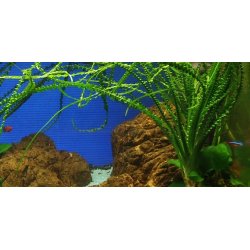 Tropica Crinum calamistratum