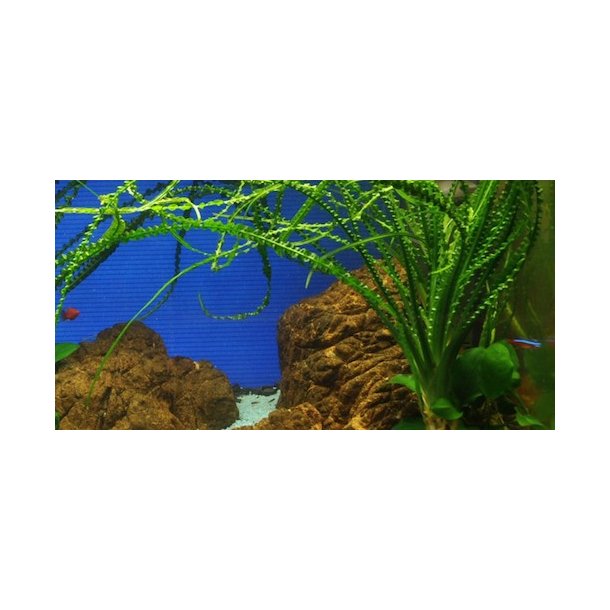 Tropica Crinum calamistratum