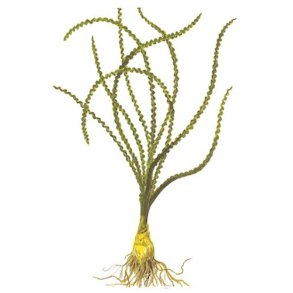 Tropica Crinum calamistratum