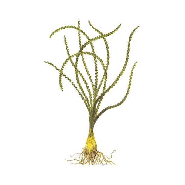 Tropica Crinum calamistratum