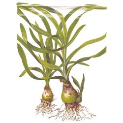 Tropica Crinum thaianum XL