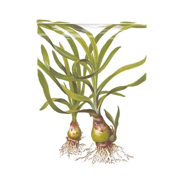 Tropica Crinum thaianum XL