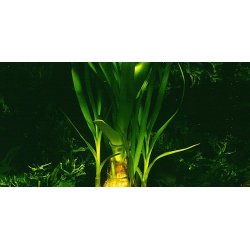 Tropica Crinum thaianum XL