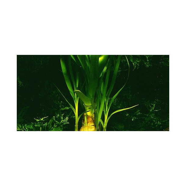 Tropica Crinum thaianum XL