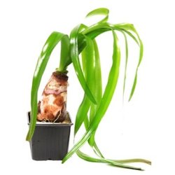 Tropica Crinum thaianum XL