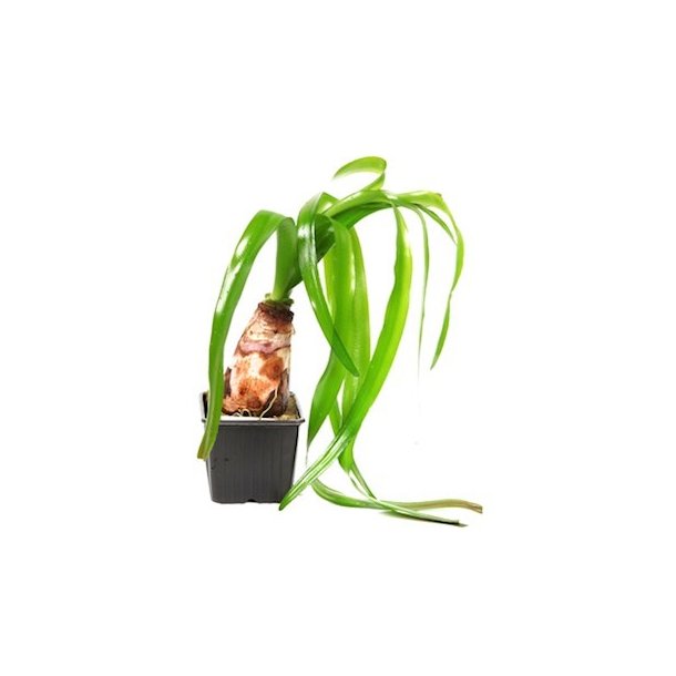 Tropica Crinum thaianum XL