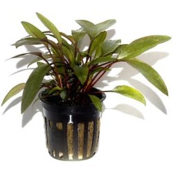 Tropica Cryptocoryne beckettii 'Petchii'