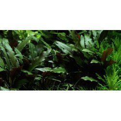 Tropica Cryptocoryne beckettii 'Petchii'