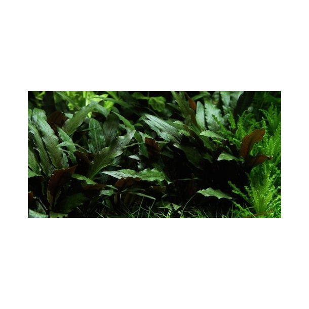 Tropica Cryptocoryne beckettii 'Petchii'