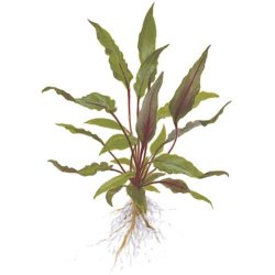 Tropica Cryptocoryne beckettii 'Petchii'