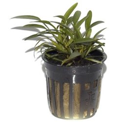 Tropica Cryptocoryne parva