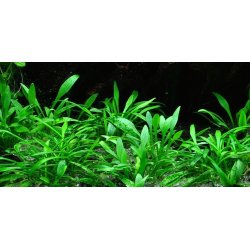Tropica Cryptocoryne parva