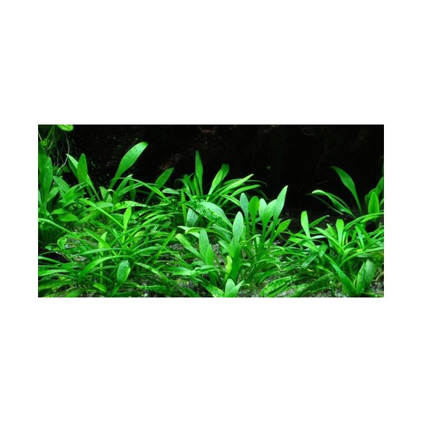 Tropica Cryptocoryne parva