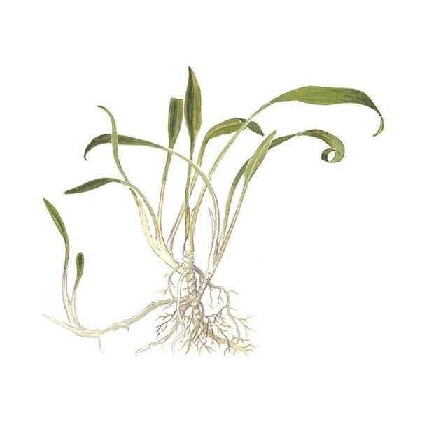 Tropica Cryptocoryne parva
