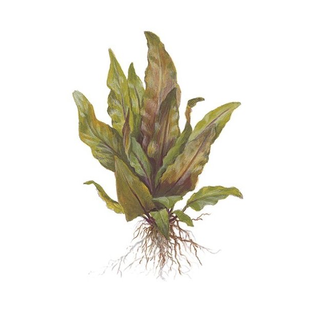 Tropica Cryptocoryne undulata 'Broad Leaves'