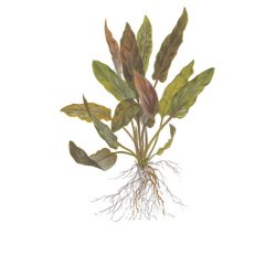 1-2-Grow Tropica Cryptocoryne undulata 'Broad Leaf'
