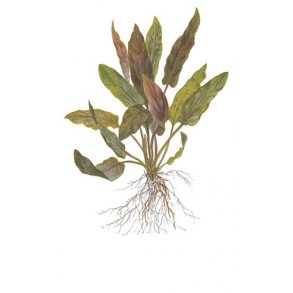 1-2-Grow Tropica Cryptocoryne undulata 'Broad Leaf'