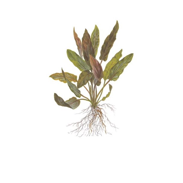 1-2-Grow Tropica Cryptocoryne undulata 'Broad Leaf'