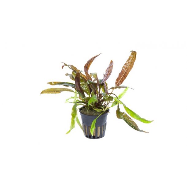Tropica Cryptocoryne usteriana
