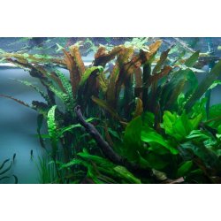 Tropica Cryptocoryne usteriana