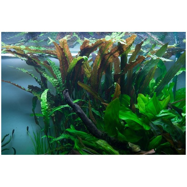 Tropica Cryptocoryne usteriana
