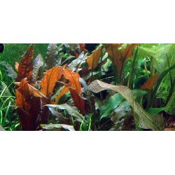 1-2-Grow Tropica Cryptocoryne wendtii 'Mi Oya'