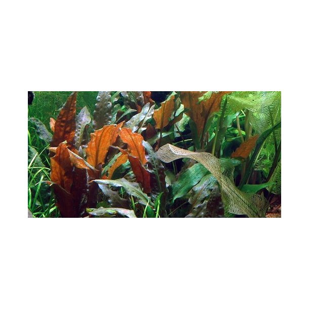 1-2-Grow Tropica Cryptocoryne wendtii 'Mi Oya'