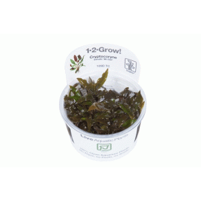 1-2-Grow Tropica Cryptocoryne wendtii 'Mi Oya'