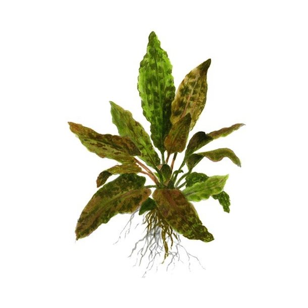 Tropica Cryptocoryne wendtii 'Tropica'