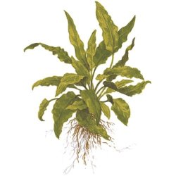 Tropica Cryptocoryne wendtii green