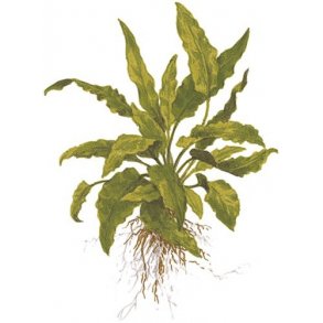 Tropica Cryptocoryne wendtii green