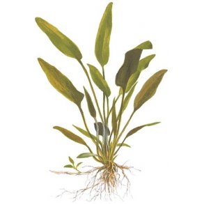 Tropica Cryptocoryne x willisii