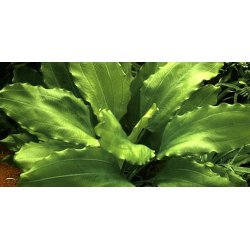 Tropica Echinodorus 'Aquartica'