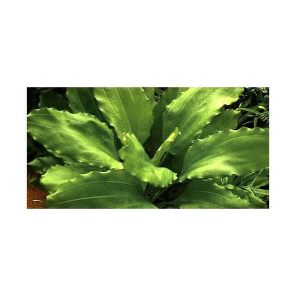 Tropica Echinodorus 'Aquartica'