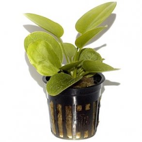 Tropica Echinodorus 'Aquartica'