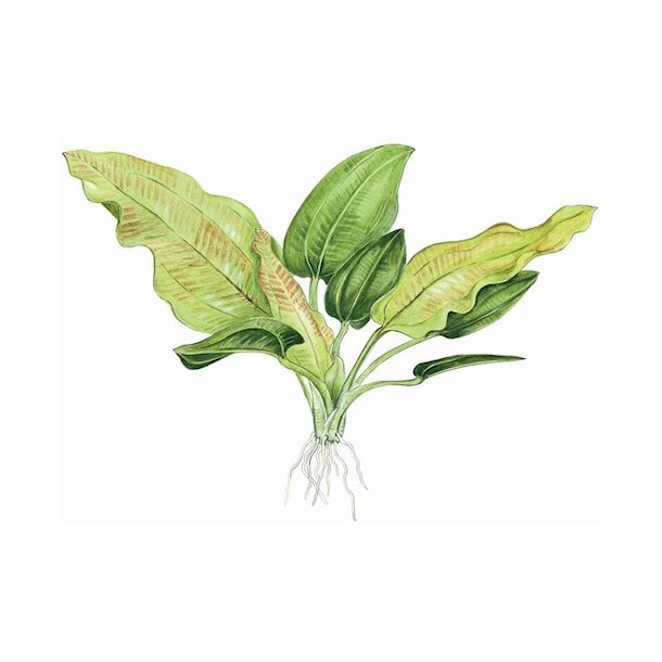 Tropica Echinodorus cordifolius 'Fluitans'