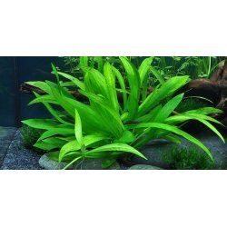 1-2-Grow Tropica Helanthium bolivianum 'Quadricostatus'