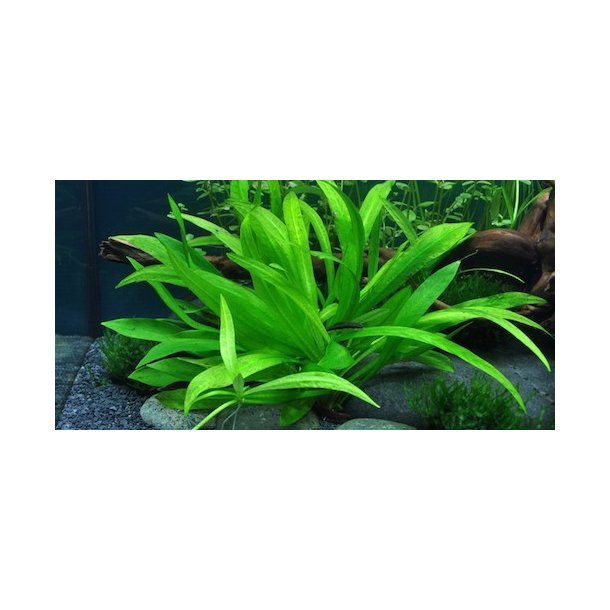 1-2-Grow Tropica Helanthium bolivianum 'Quadricostatus'