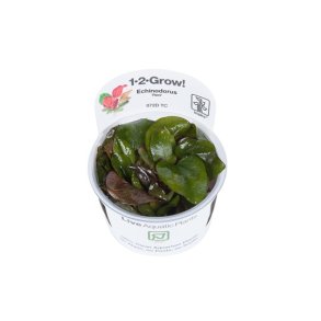1-2-Grow Tropica Echinodorus 'Reni'