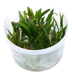 1-2-Grow Tropica Helanthium tenellum 'Green'