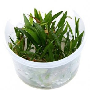 1-2-Grow Tropica Helanthium tenellum 'Green'