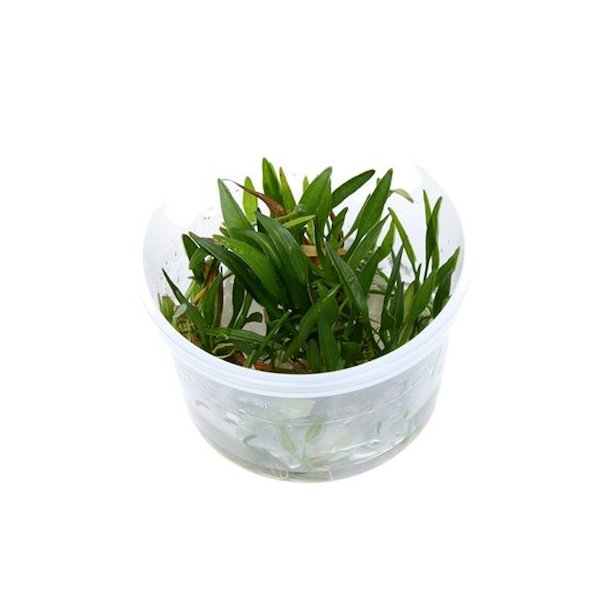 1-2-Grow Tropica Helanthium tenellum 'Green'