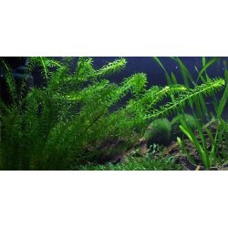 Tropica Egeria densa