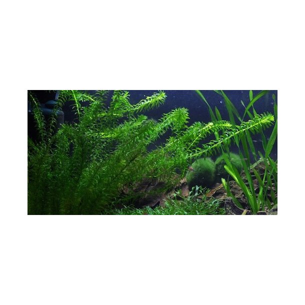 Tropica Egeria densa