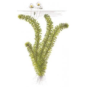 Tropica Egeria densa