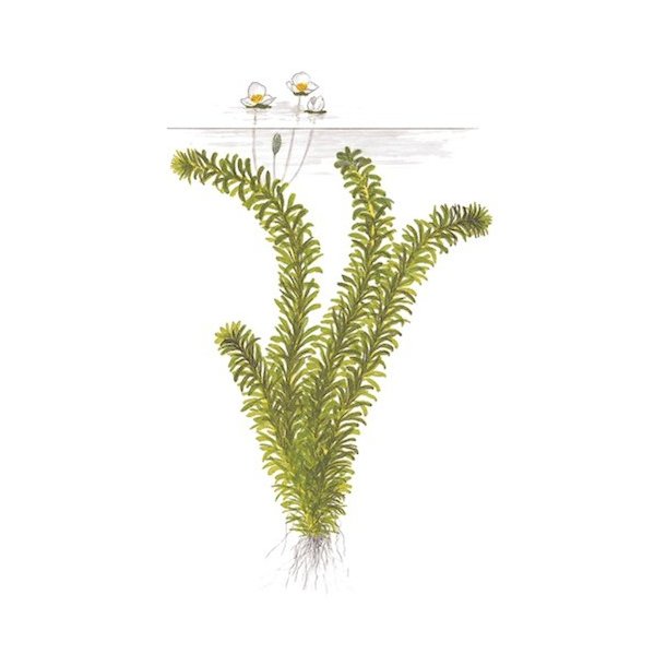 Tropica Egeria densa